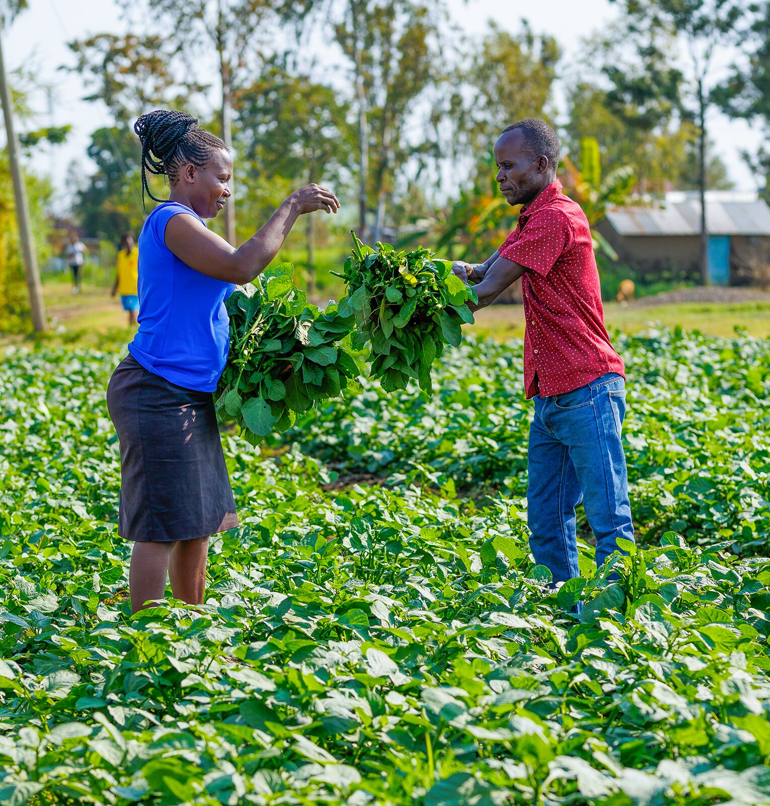 Two people stand in a field, harvesting leafy green vegetables and holding bunches of greens while surrounded by plants.
