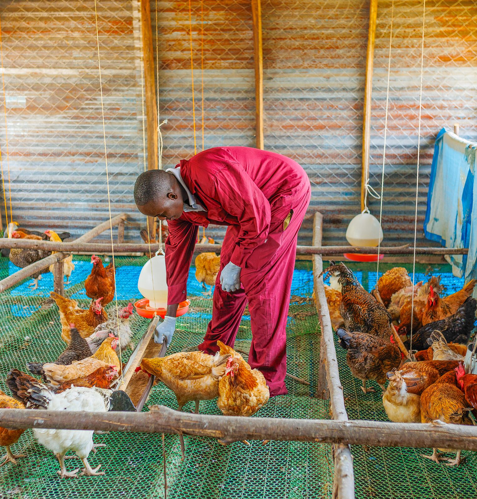 A person in a red jumpsuit tends to chickens inside a poultry house.