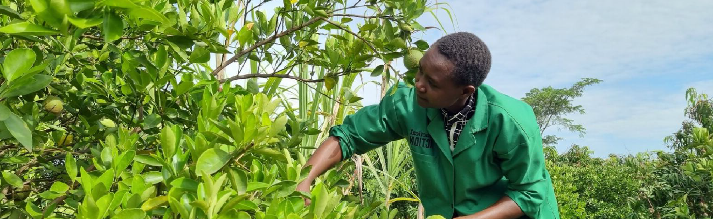 Lourine Atieno picking fruit from her trees in Kisumu, Kenya