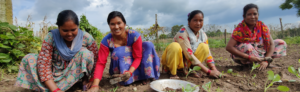 A group of women planting vegetables in a field as part of Practical Action in Nepal.