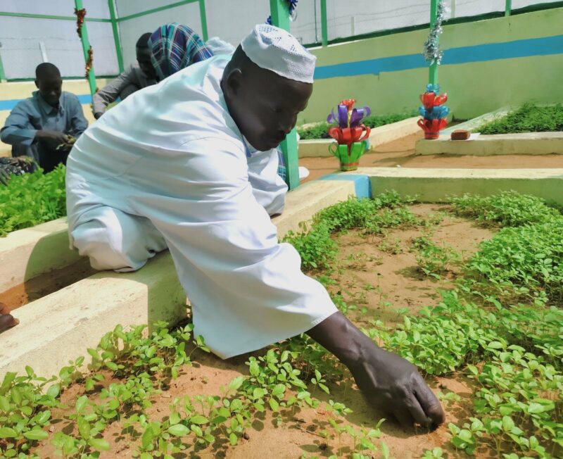 A man is growing vegetables in a greenhouse to promote prosperity in North Sudan.