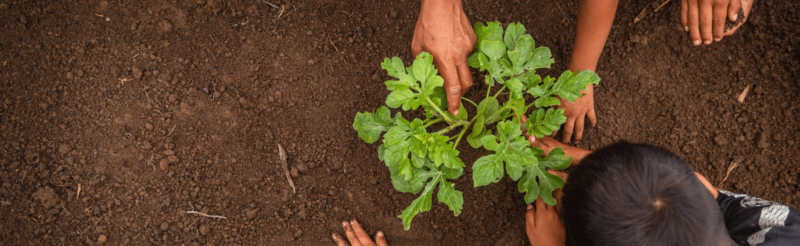 A group of children planting a plant in the dirt during November 2023, as part of a year in review activity.