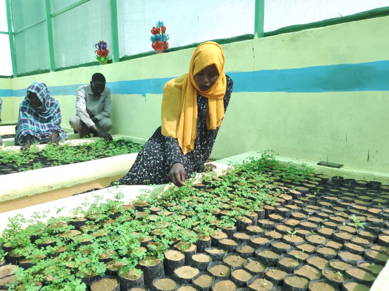 Perspective on a group of women planting plants in a greenhouse, promoting Practical Action Sudan's initiatives against Gender-Based Violence.