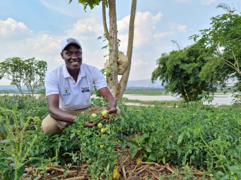 A farmer kneeling down in front of a tomato plant performing climate-resilient farming techniques.