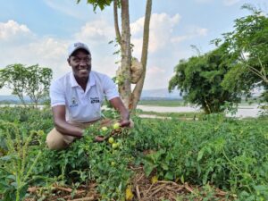 Albert Niyonkuru shows tomatoes grown in Mahama refugee camp, Rwanda