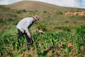 A farmer tending to a young cornfield with a hoe.