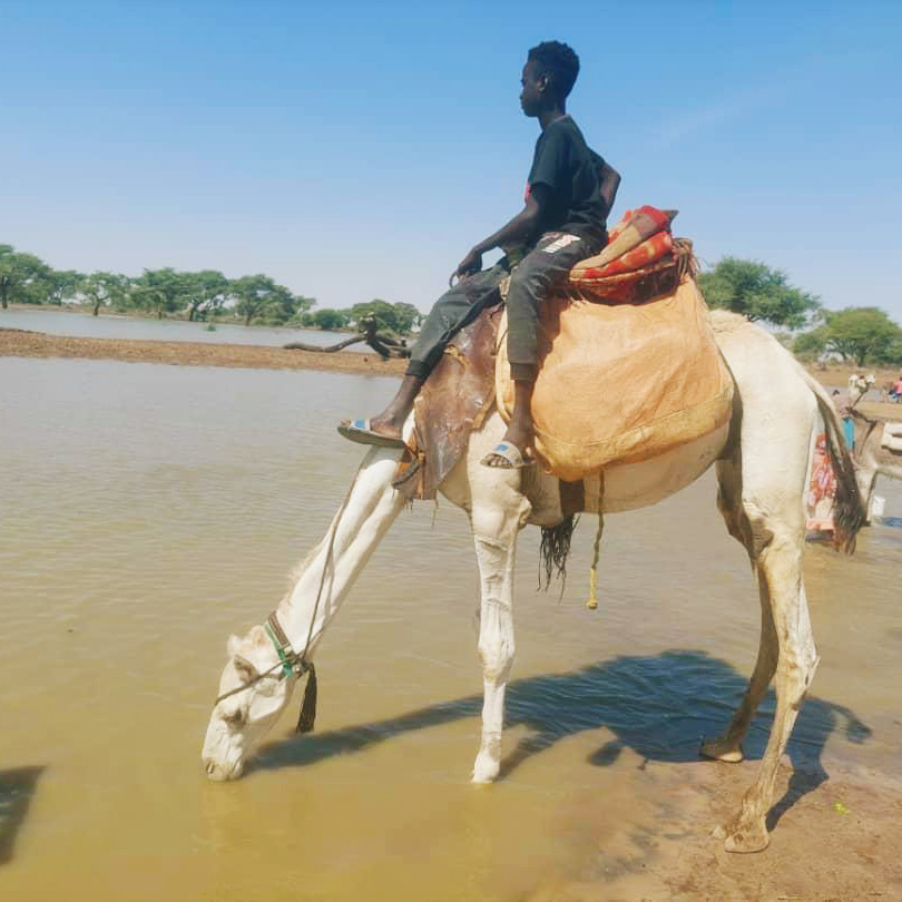 A person riding a camel, which is partially wading through water, under a clear blue sky.