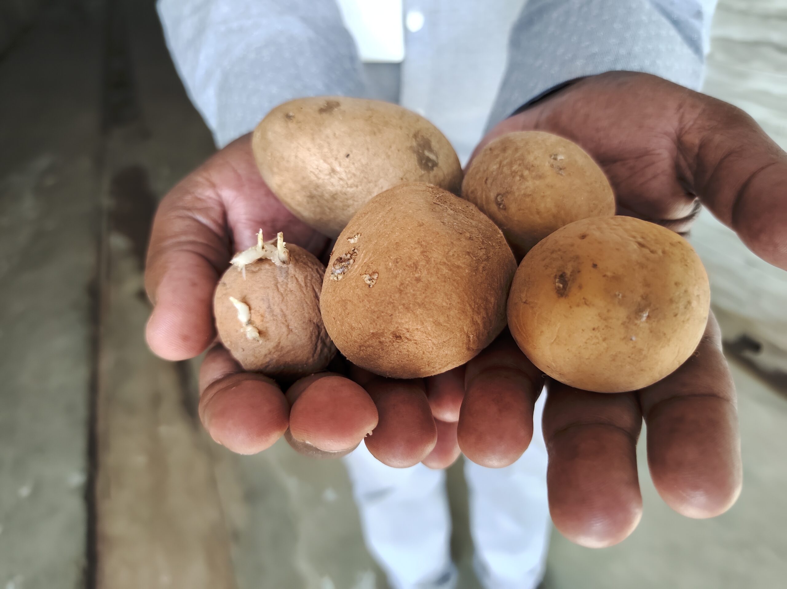 A person holding five small potatoes in their hands.