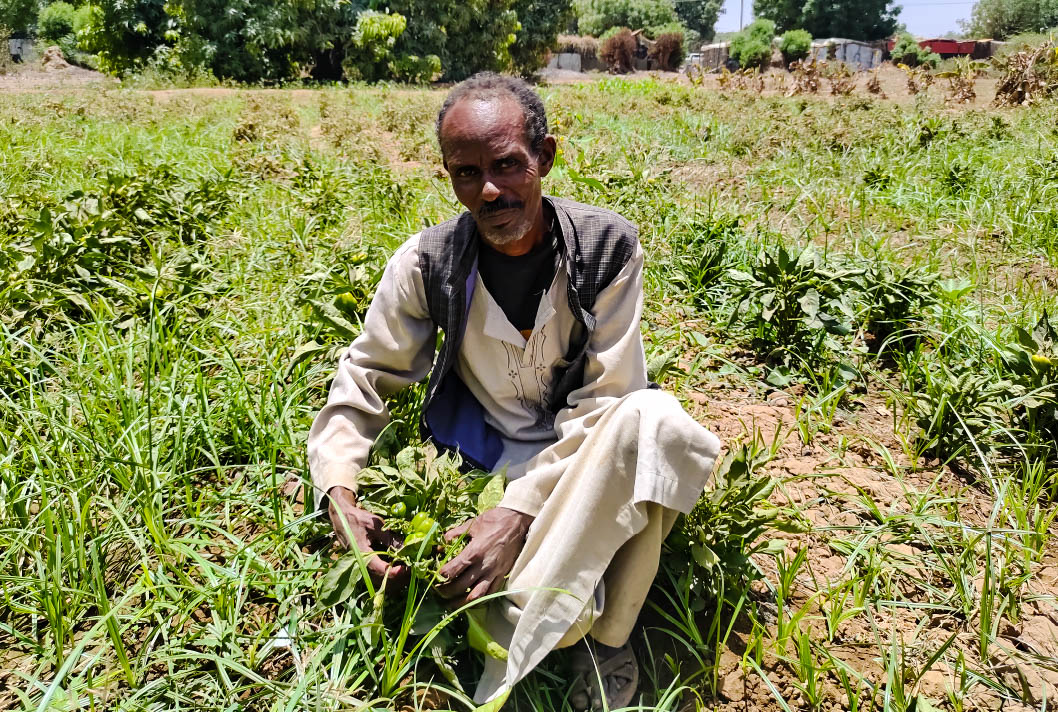 A man squatting in a field, holding plants, with trees in the background under a clear sky.