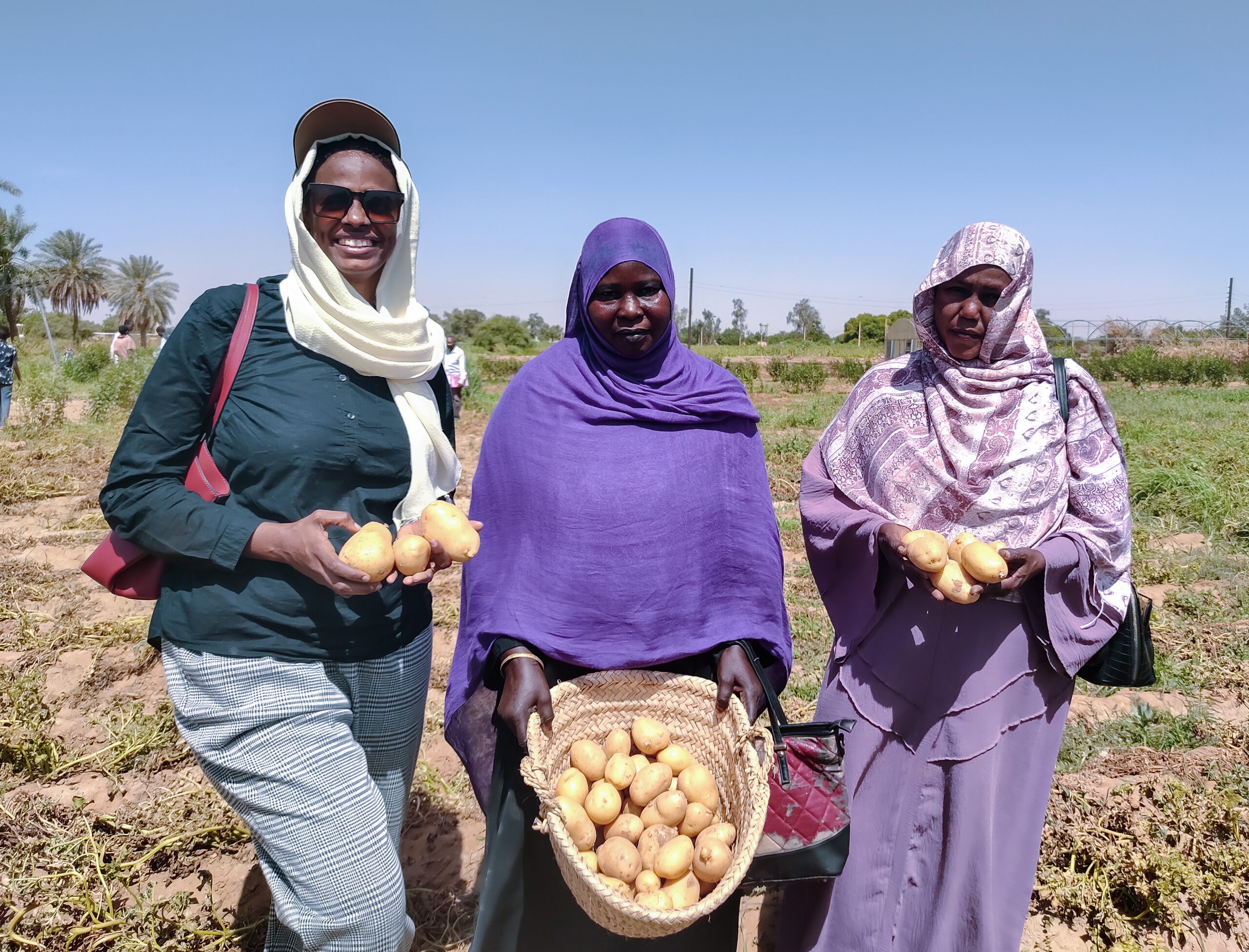 Three women in headscarves stand in an open field, holding harvested potatoes. One has a basket full of potatoes. The background shows vegetation and clear blue sky.