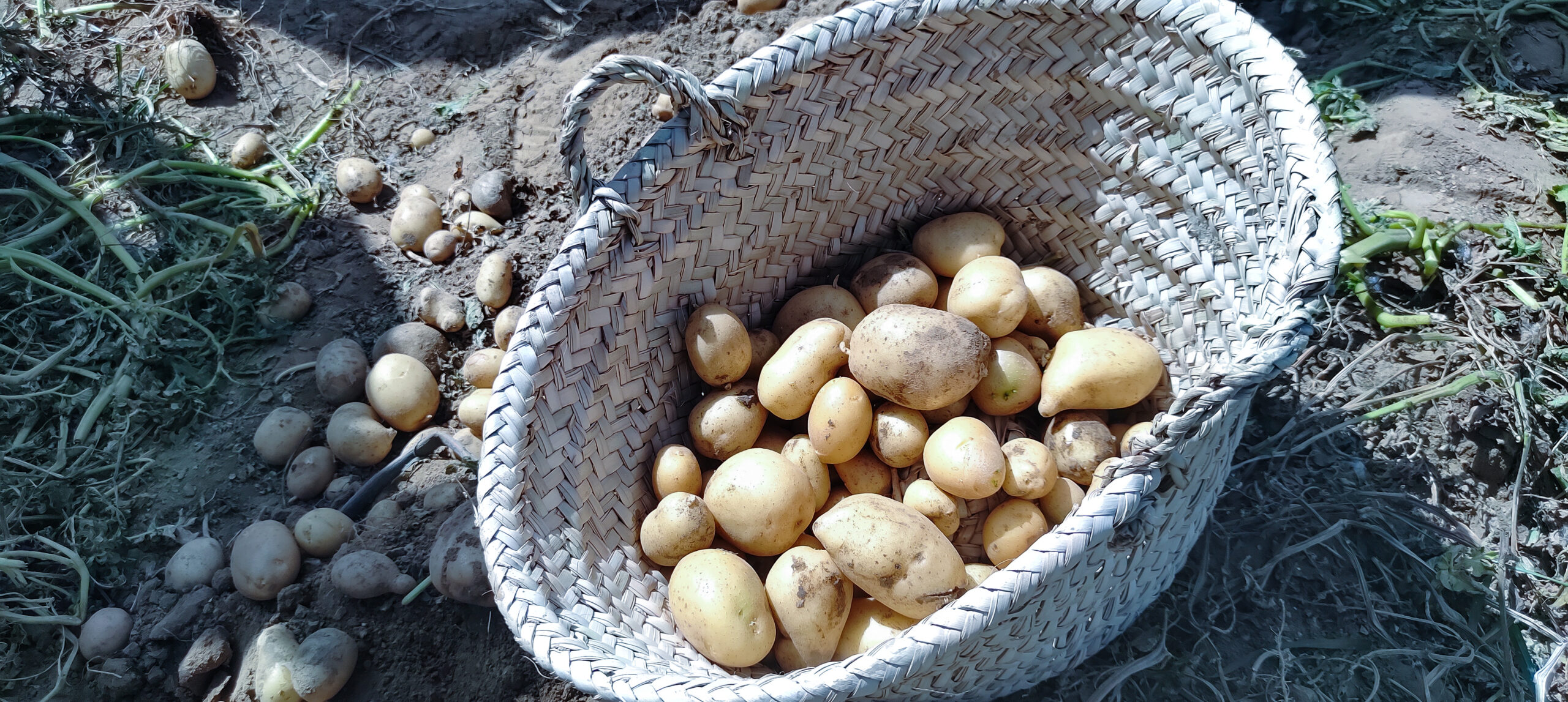A woven basket filled with freshly harvested potatoes sits on the ground among scattered potatoes and plants.