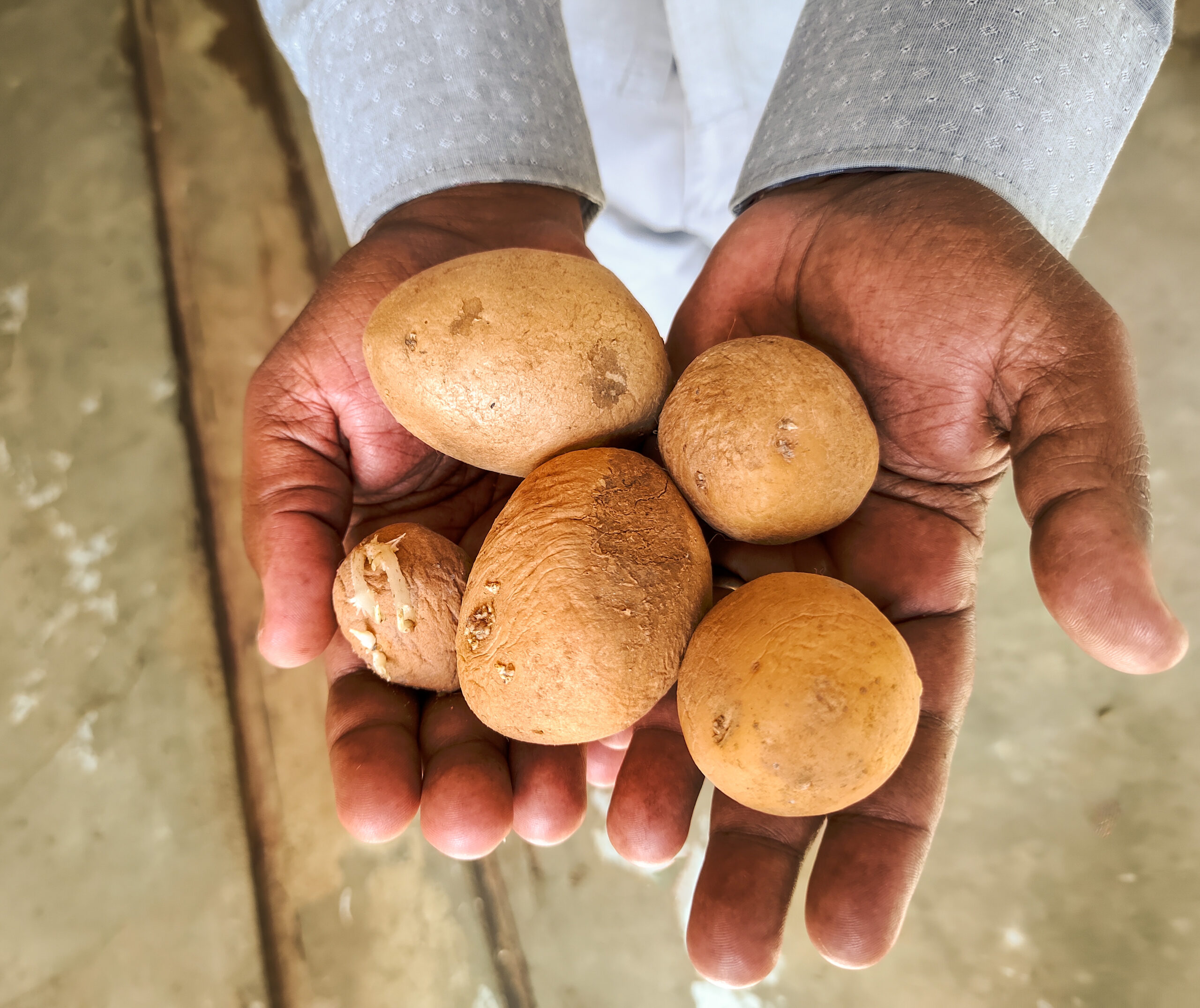 A person holding five small, unpeeled potatoes in their hands with a concrete floor in the background.