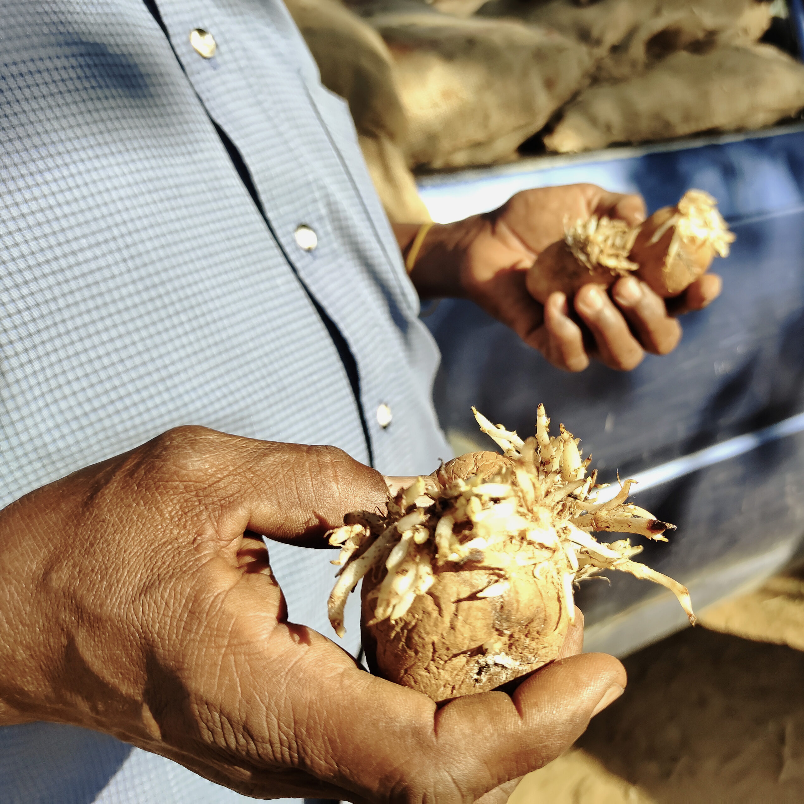 A person holding a sprouting potato in their hands, focusing on the growth emerging from the top.