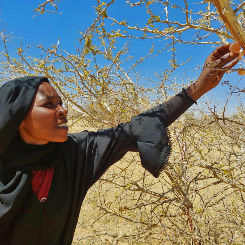 A woman in a black headscarf reaching up to touch a tree branch in a dry landscape under a clear blue sky.