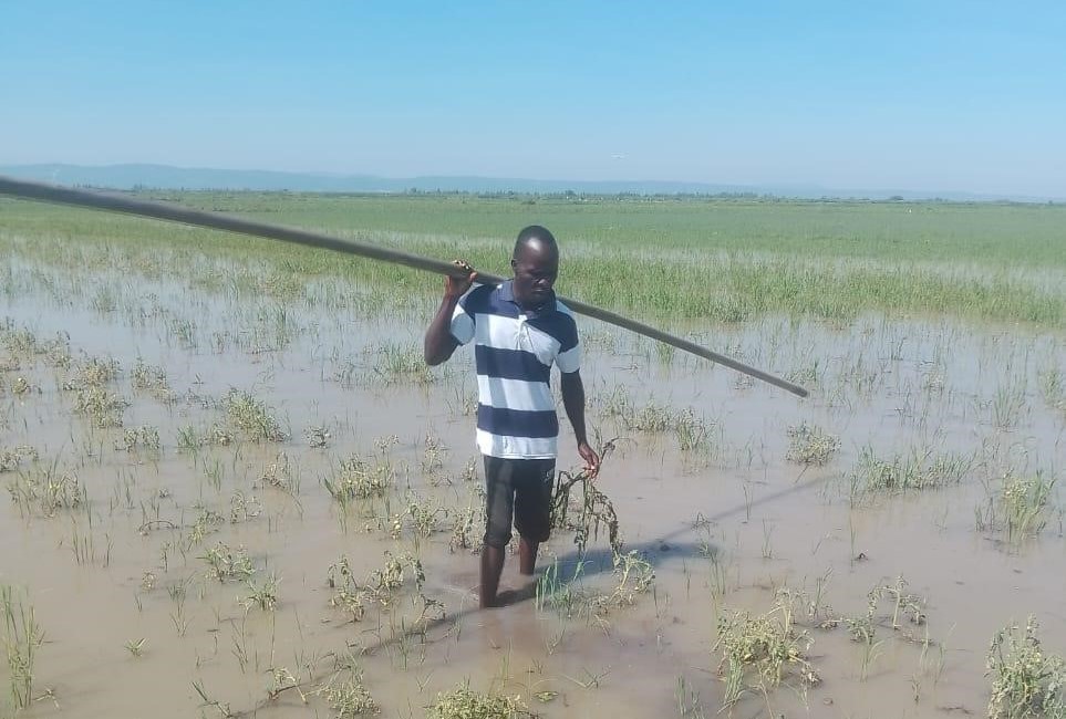 A person walks barefoot in a flooded, muddy field while holding a long pole over their shoulder and wearing a striped shirt and shorts. The background features distant hills and a clear blue sky.