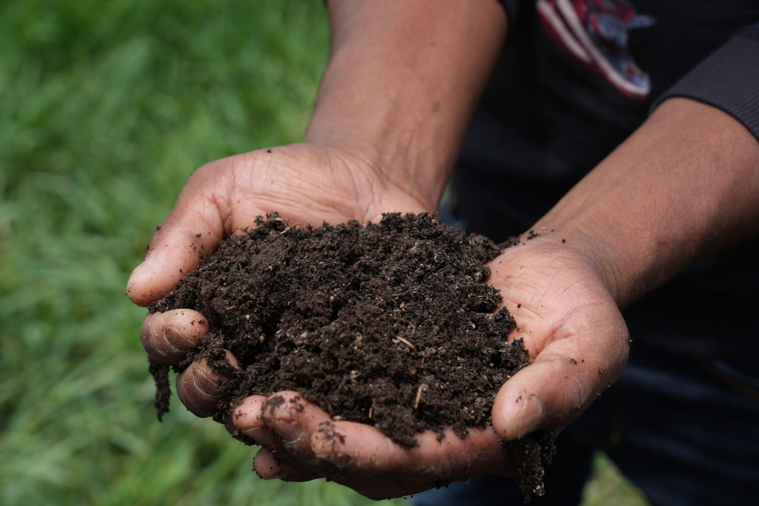 Person holding a handful of dark, nutrient-rich soil with both hands. Green grass is visible in the background.