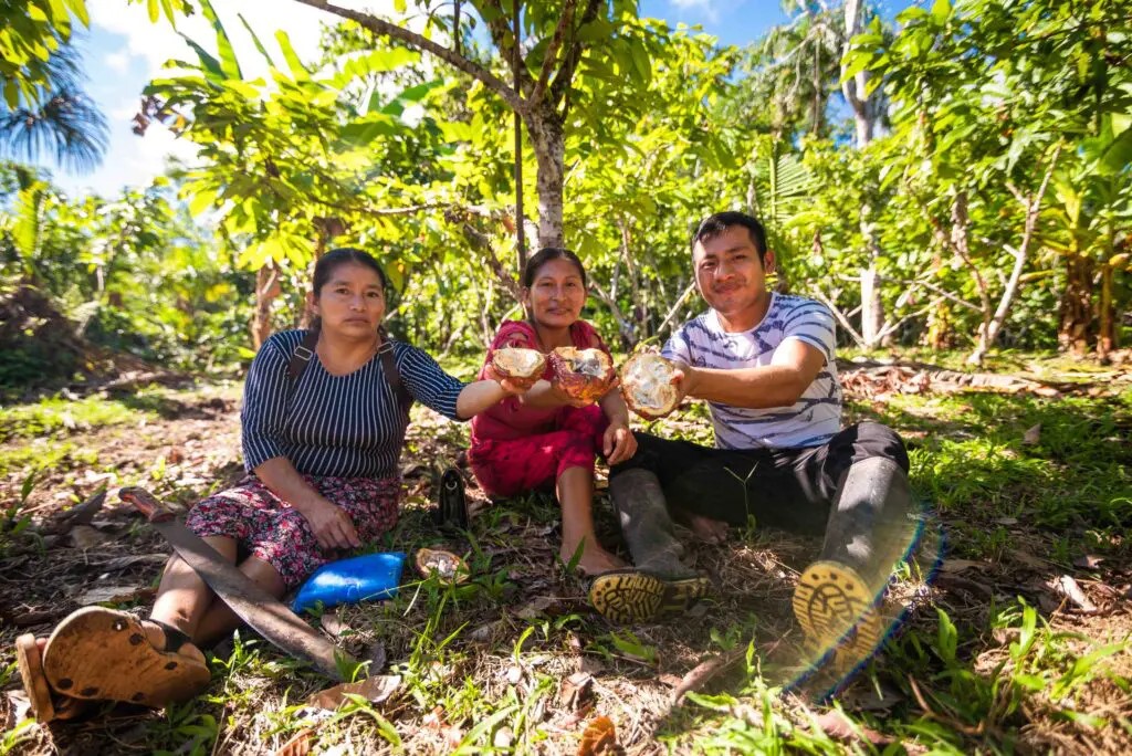 Three people seated on the ground in a lush, green environment, holding and displaying large, cracked-open fruits, possibly cacao beans, with trees and foliage in the background.