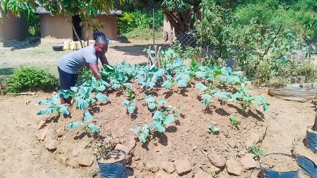 A person tends to a circular garden bed filled with leafy green plants in an outdoor setting, with a hut and trees in the background.
