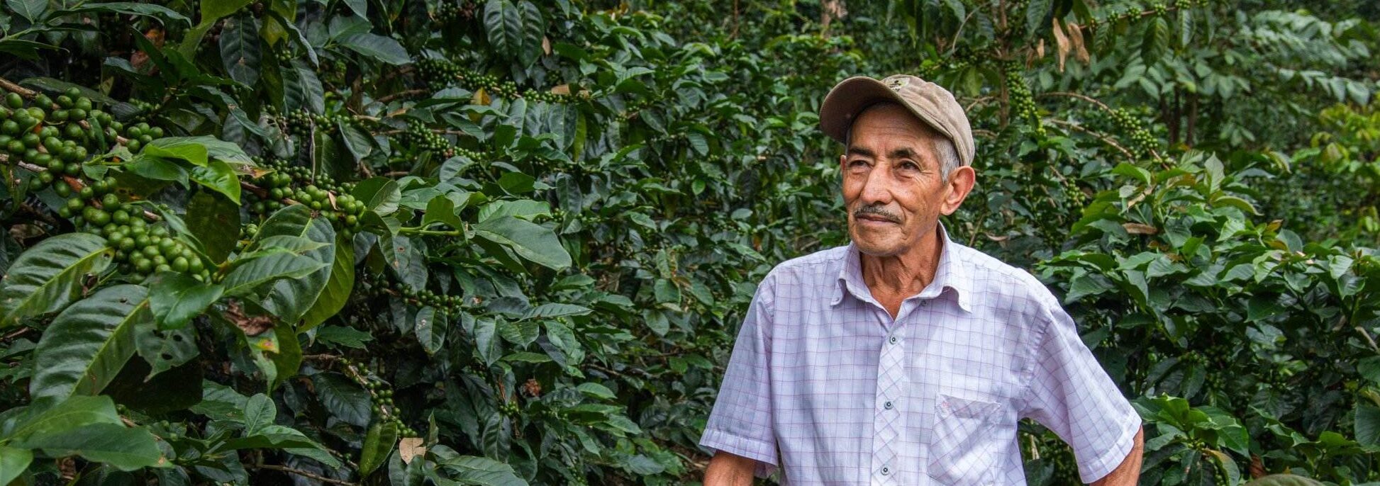 An elderly man in a cap and checkered shirt stands in a lush coffee plantation, surrounded by green coffee plants.