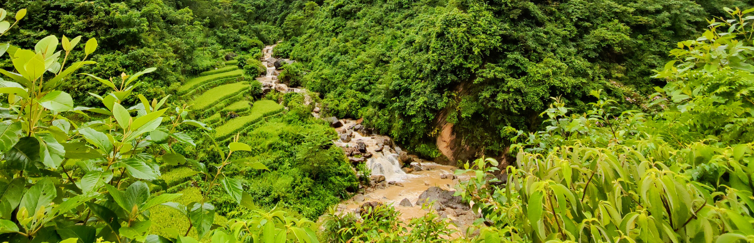 A scenic view of a lush green valley with a winding river. The landscape is densely covered with trees and vegetation, with terraced fields visible on one side.