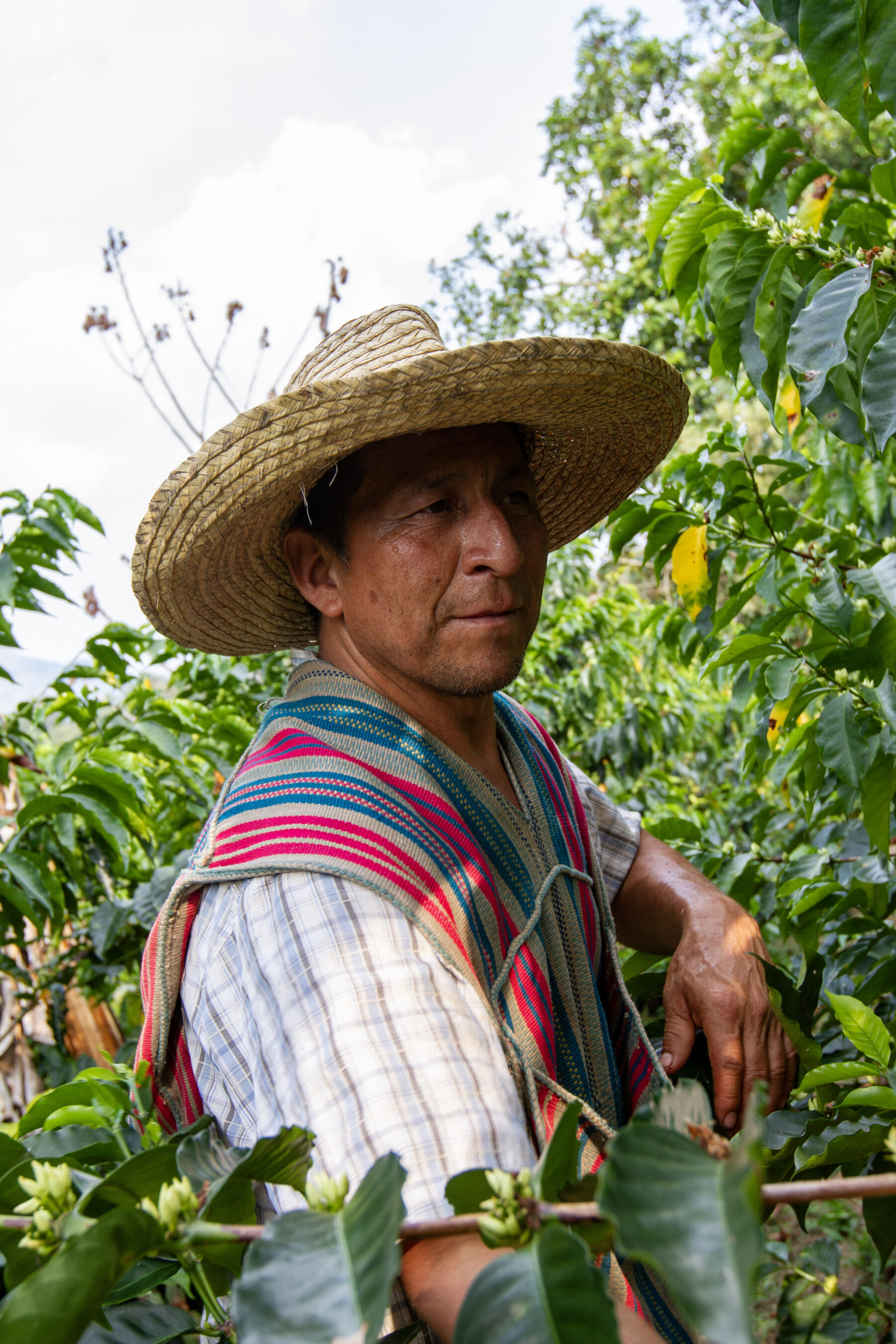 A man wearing a straw hat and striped shawl stands among green plants, possibly coffee or similar crops, with trees and sky in the background.