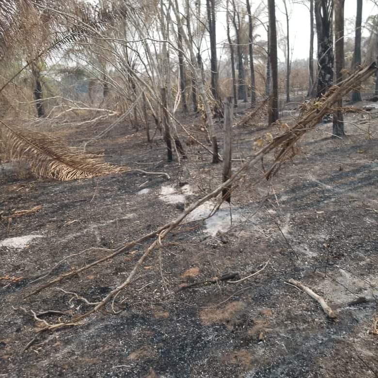 Scorched forest area with charred trees and burnt ground, remnants of a recent fire evidenced by ashen debris scattered across the landscape.