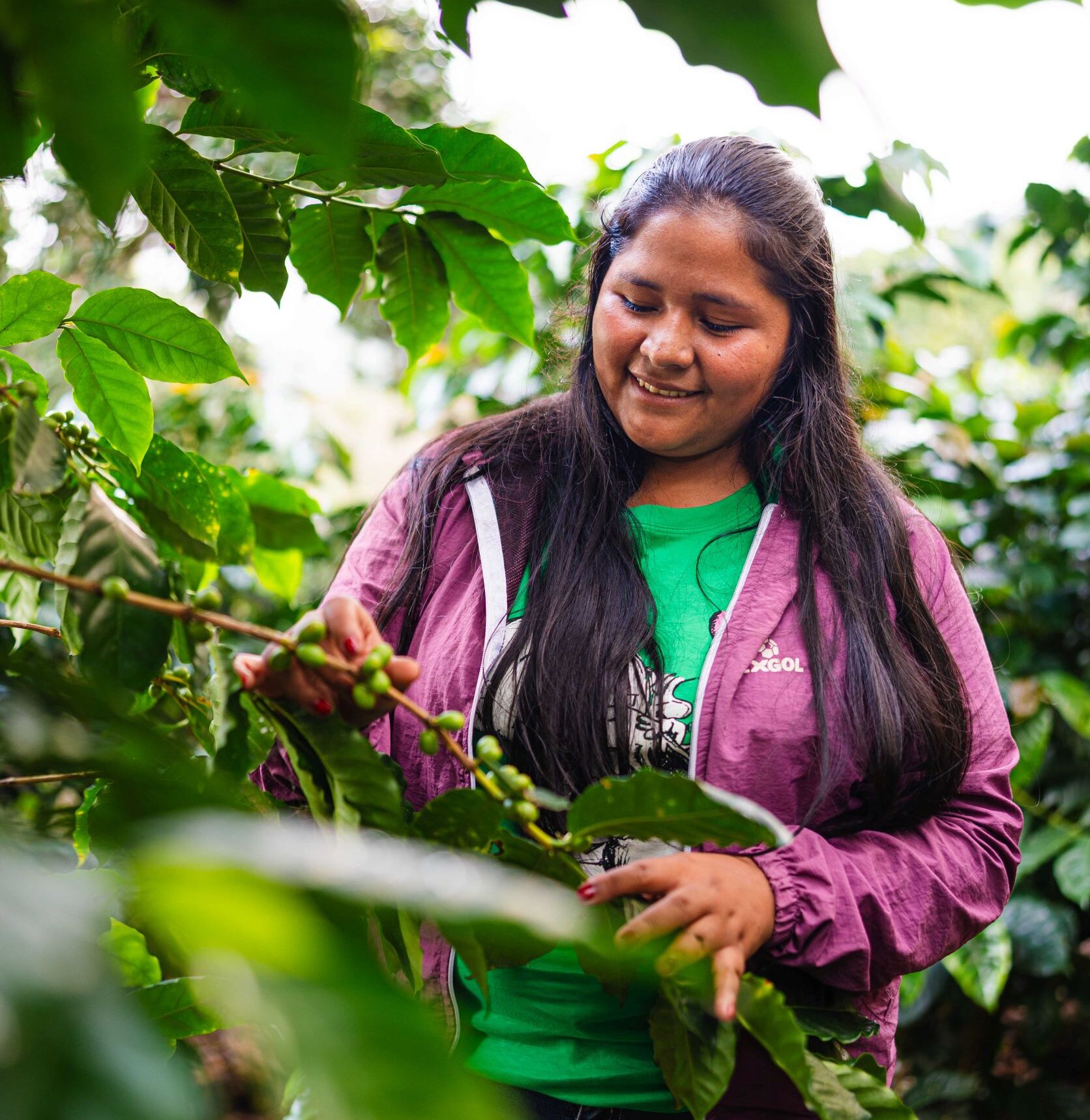 A woman wearing a purple jacket examines the green coffee plants in a lush garden. She smiles while holding a coffee branch.