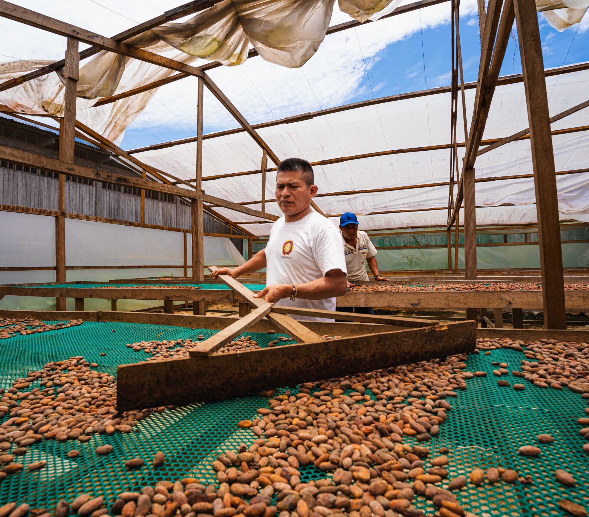 Two individuals are working in a greenhouse, spreading beans evenly on drying beds using wooden tools.