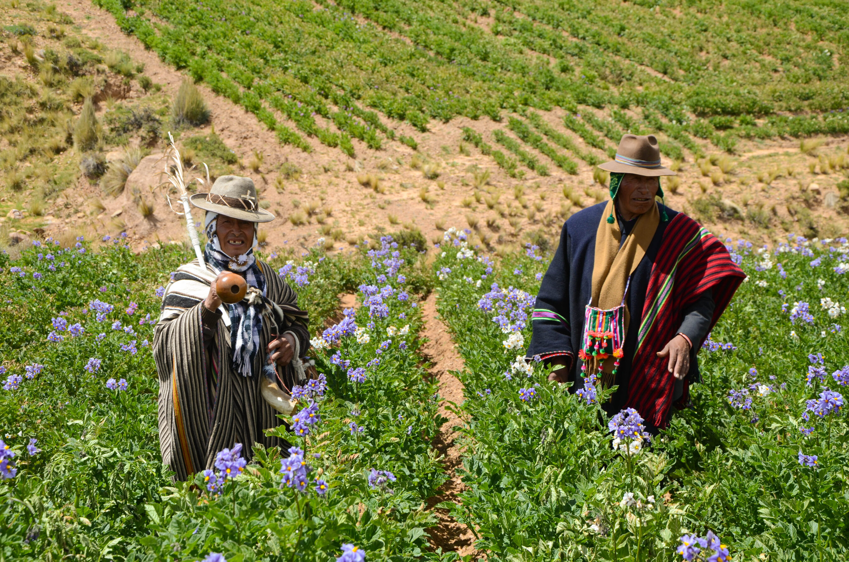 Two people in traditional clothing walk through a field of flowering plants, with rows of crops and green hills in the background.