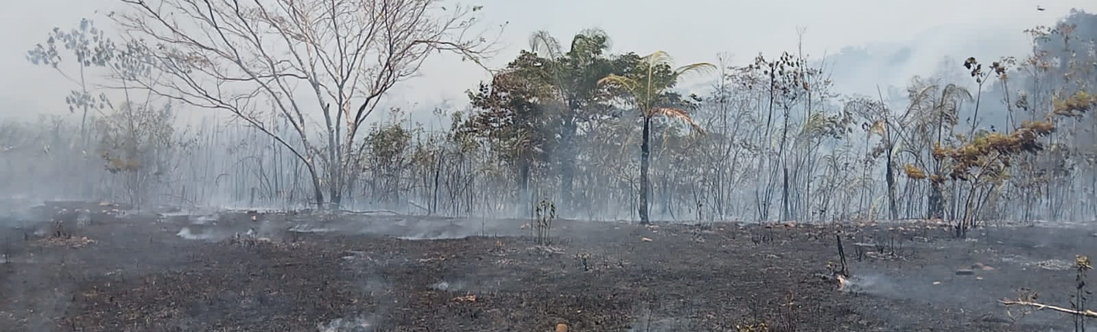 A scorched landscape with charred ground and smoldering remnants of vegetation after a wildfire. Sparse trees and smoke are visible.