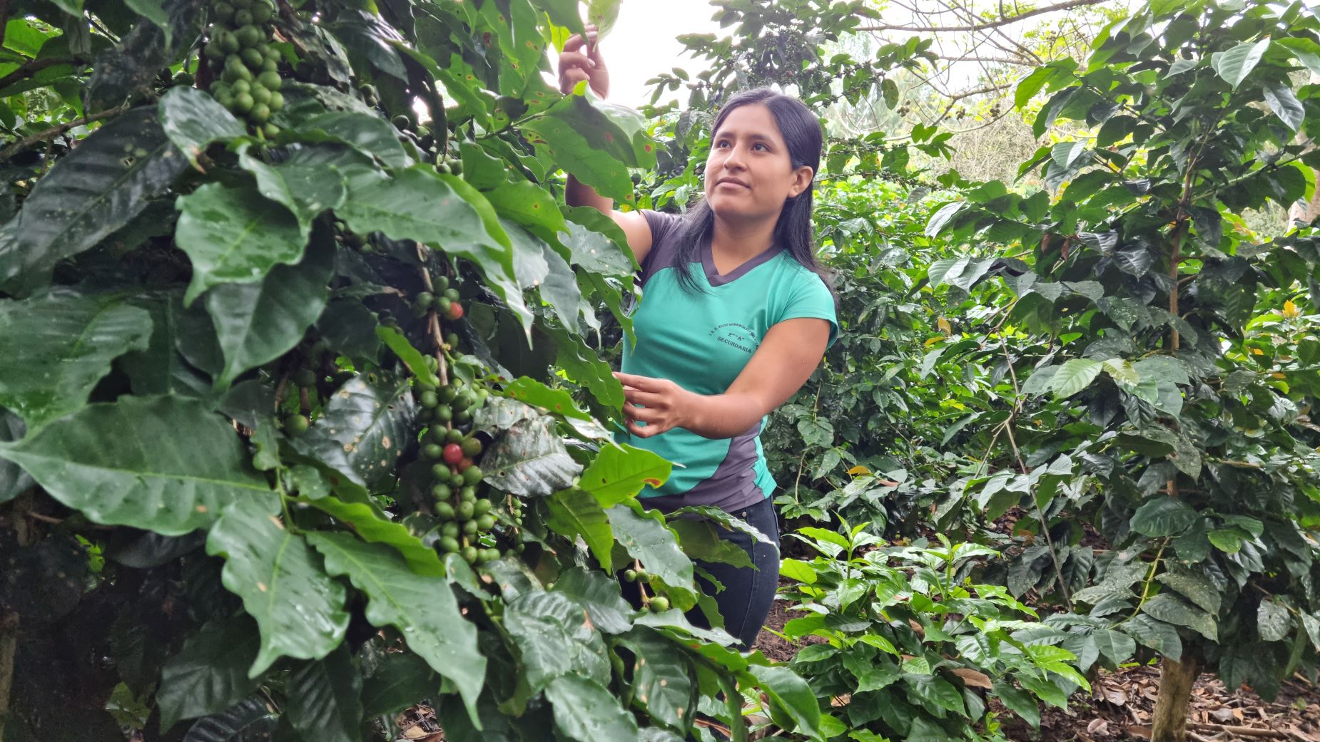 A woman in a green shirt picks berries from coffee plants in a lush, green field.