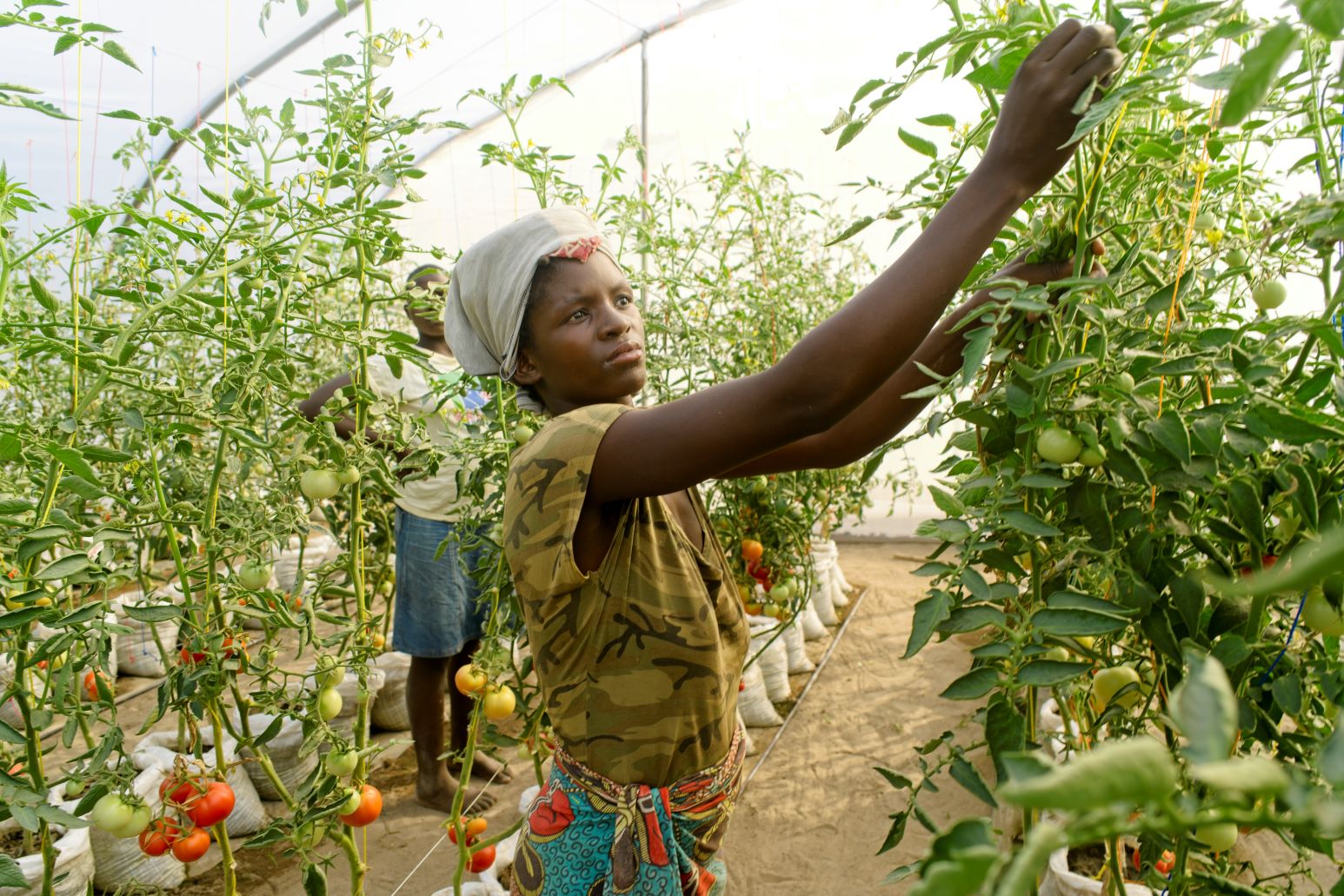 Two people tending to tomato plants inside a greenhouse, with one person reaching up to inspect or pick tomatoes. The plants are in raised pots with visible ripe and unripe tomatoes.