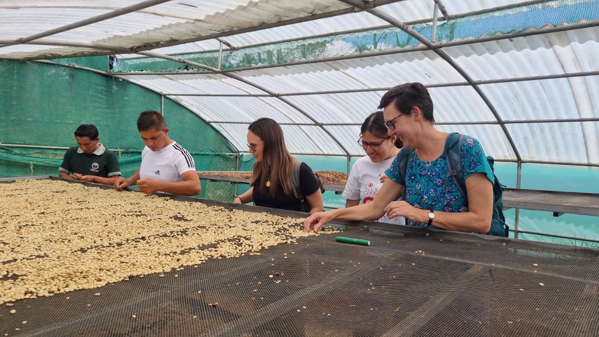 People sorting coffee beans on a large mesh table under a greenhouse roof.