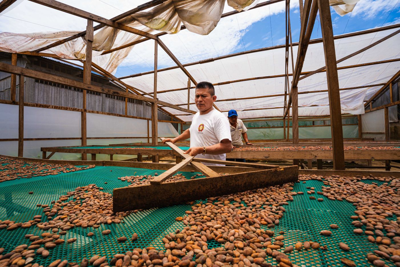 In Peru, Vincente is leading a cooperative of coffee farmers who are leading the way in sustainable farming techniques.