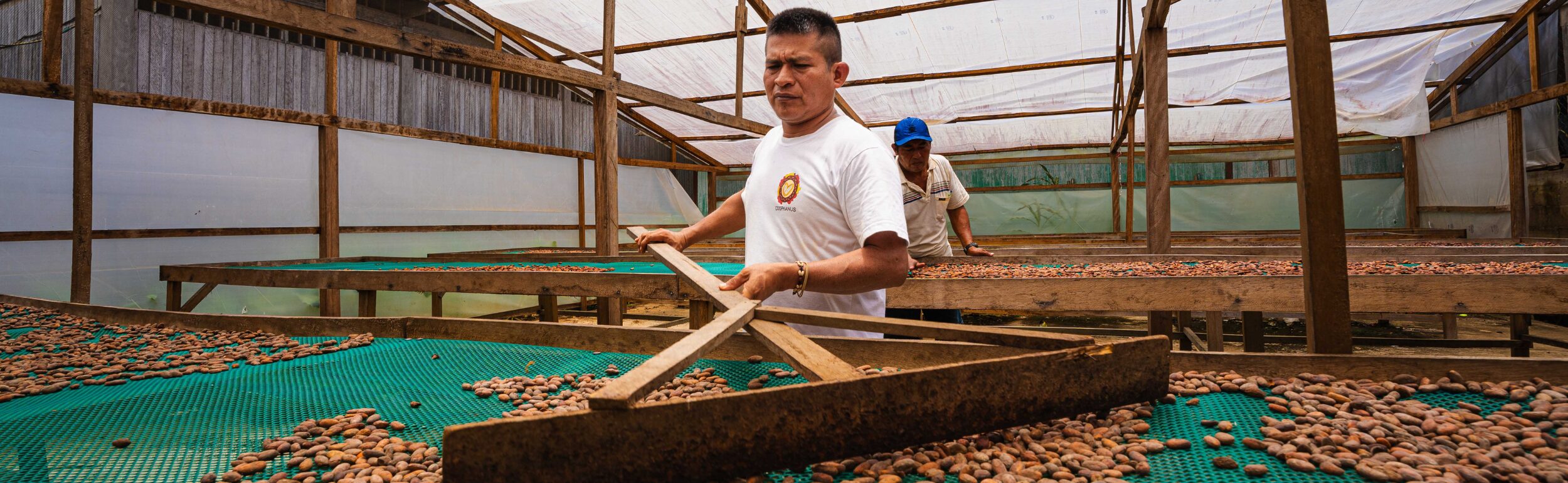 Two workers spread cocoa beans on drying racks in a covered facility, using large wooden tools to evenly distribute the beans.