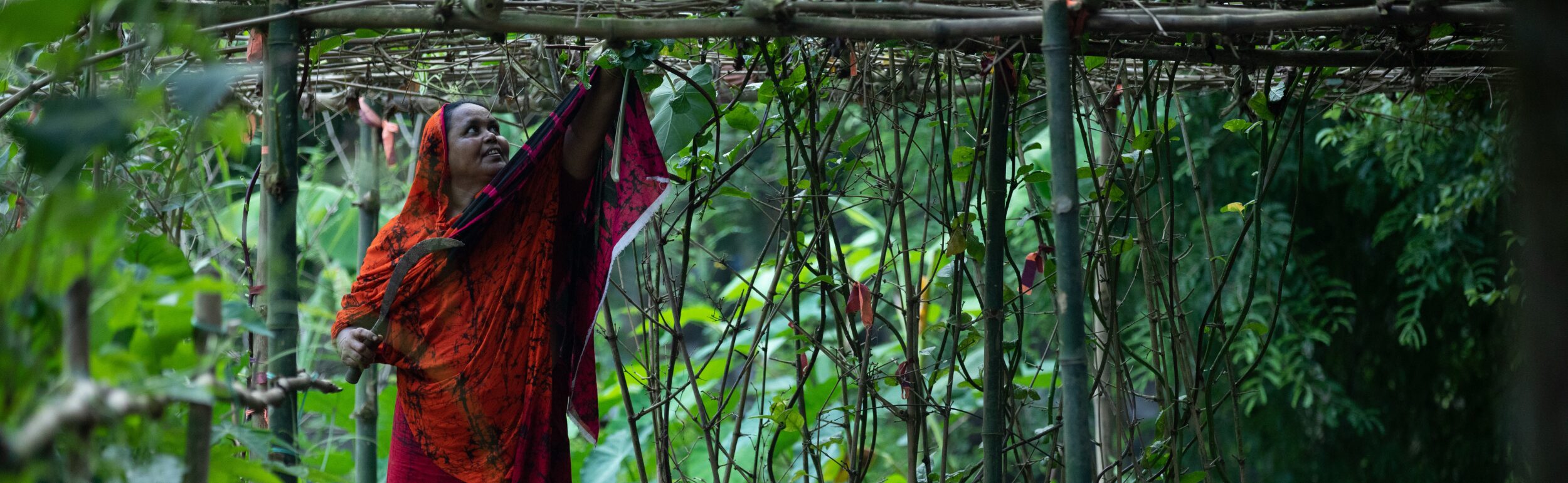 A person in an orange and red garment tends to plants under a bamboo trellis in a lush green garden.