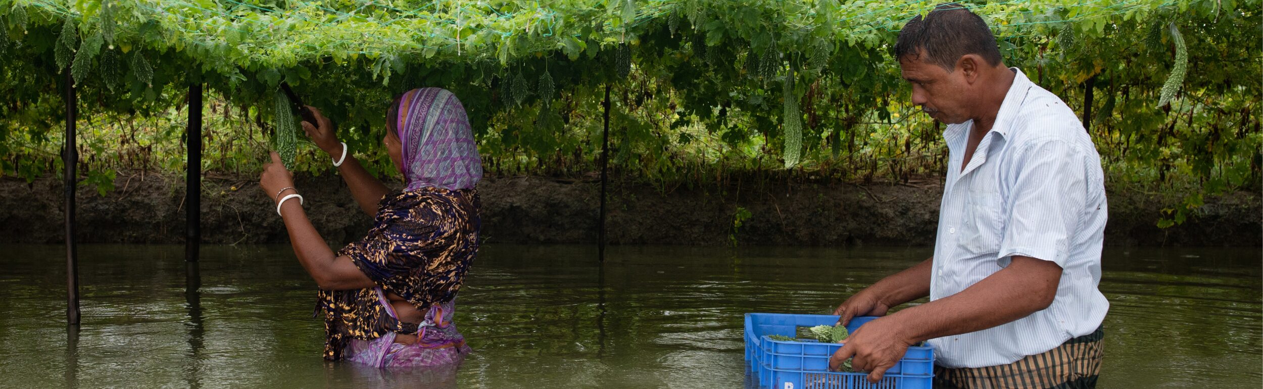 Two people wade through water under a trellis of plants. The person on the left picks from the vines, while the person on the right holds a blue crate filled with harvested produce.