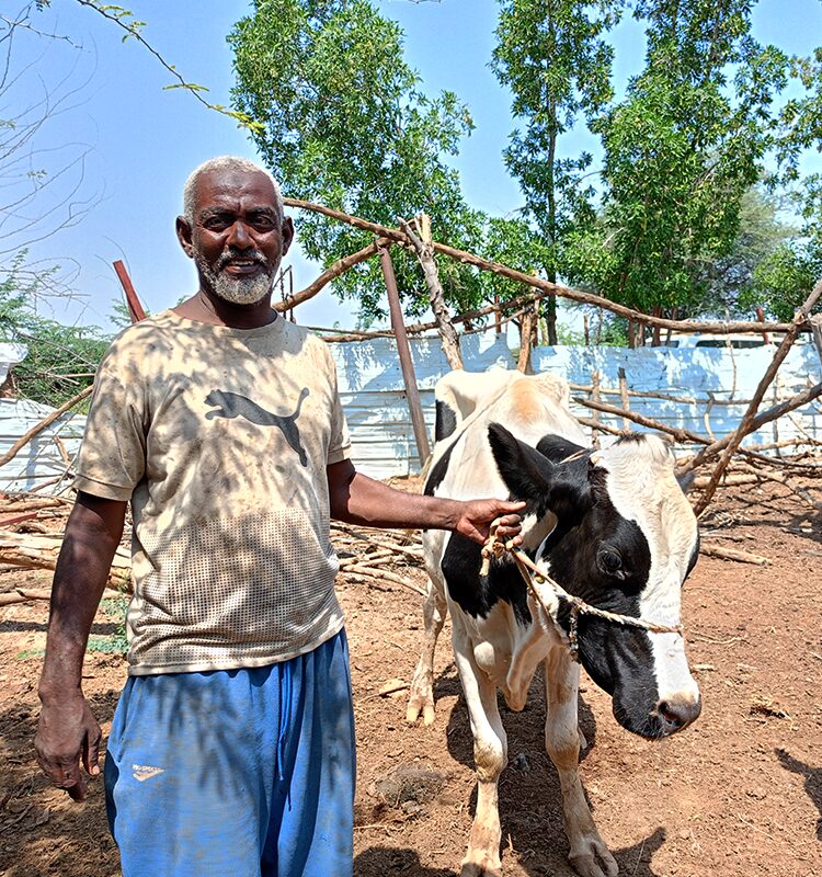 A man stands outdoors holding a rope tied to a black and white cow, with trees and a wooden fence in the background under a clear sky.