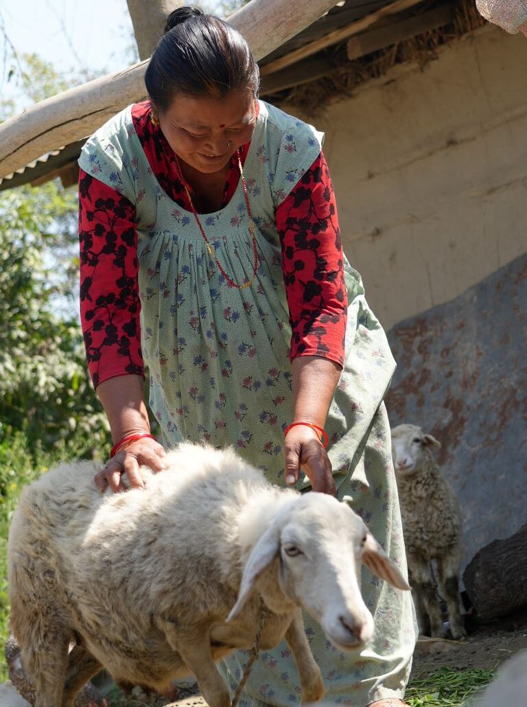 Selina Tharuni is tying up the sheep