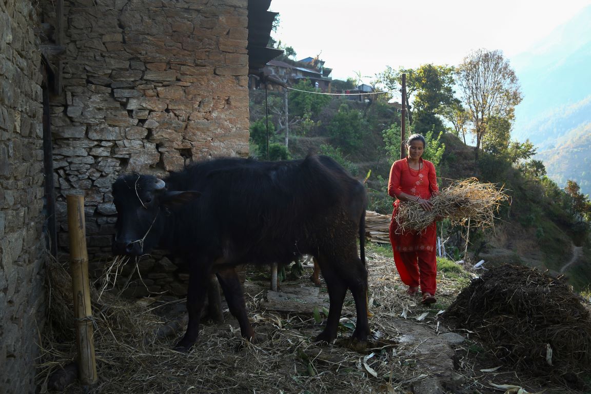 A woman in a red dress carries straw near a stone building while a black buffalo stands beside her in a rural, hilly area.