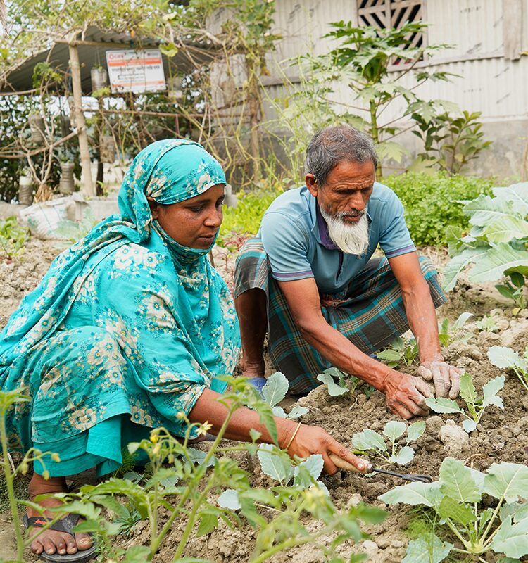 Two people, a woman and a man, are working together in a vegetable garden, tending to young plants in an outdoor setting.