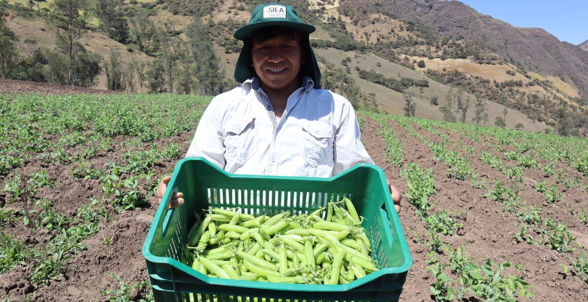 A person stands in a field holding a green basket filled with freshly harvested green beans, with hills and plants in the background.
