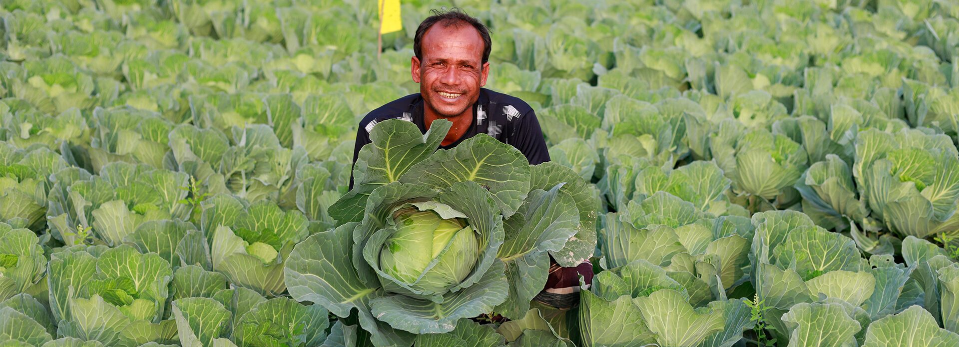 A man kneels in a cabbage field, smiling and holding a large cabbage surrounded by rows of green leafy cabbages.