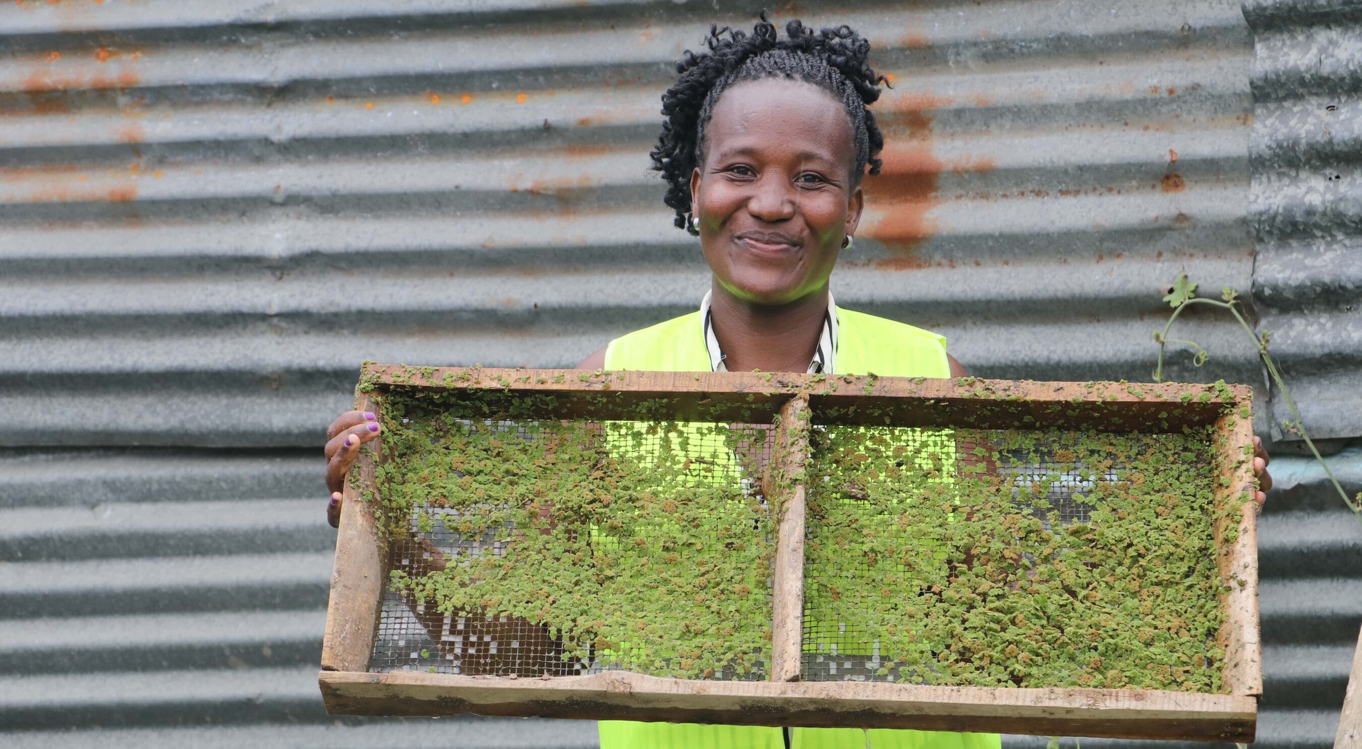 A woman in a yellow safety vest smiles while holding a wooden tray containing green seedlings, standing in front of a corrugated metal wall.