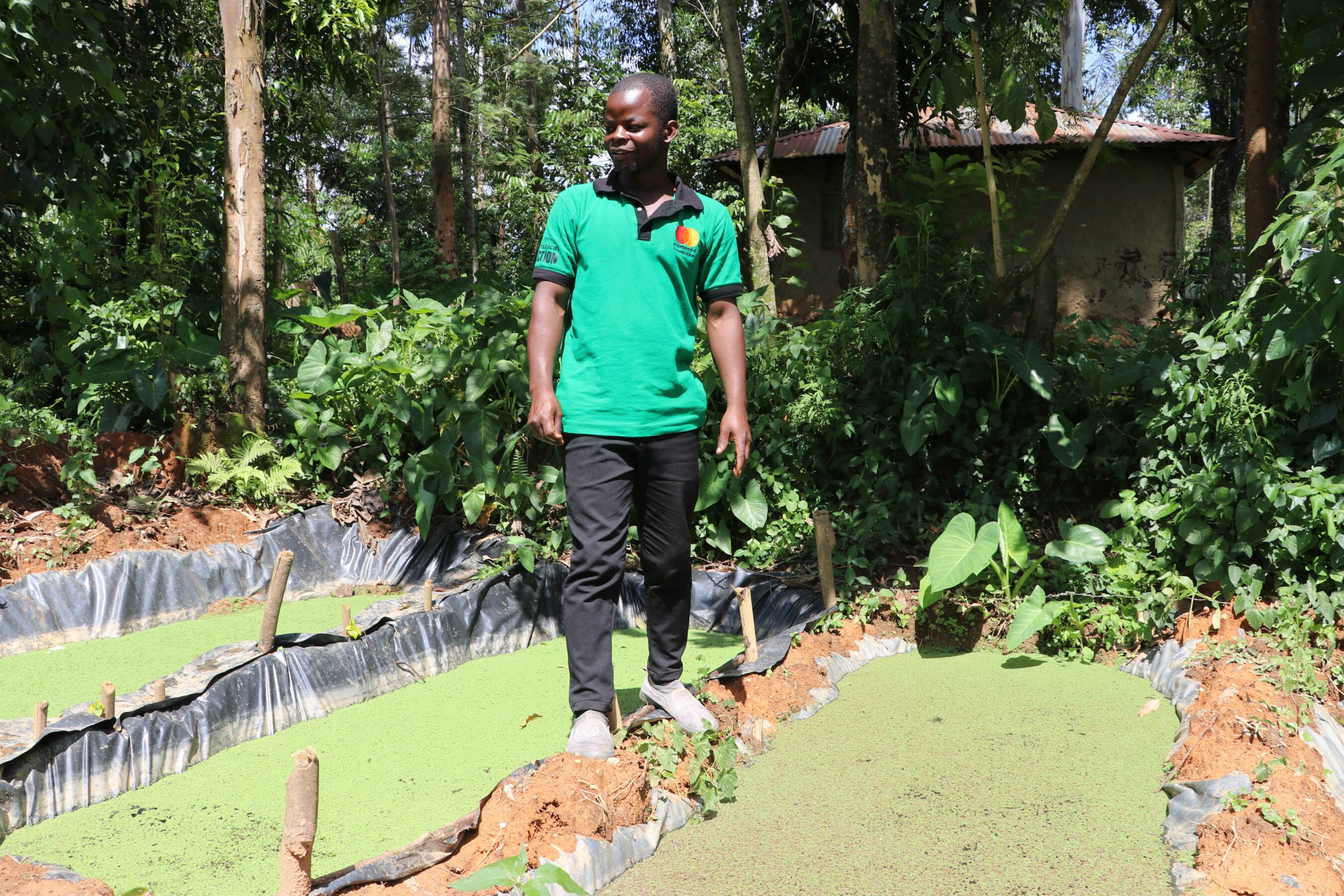 A man stands beside small artificial ponds covered with green plants, surrounded by dense vegetation and trees, with a house in the background.