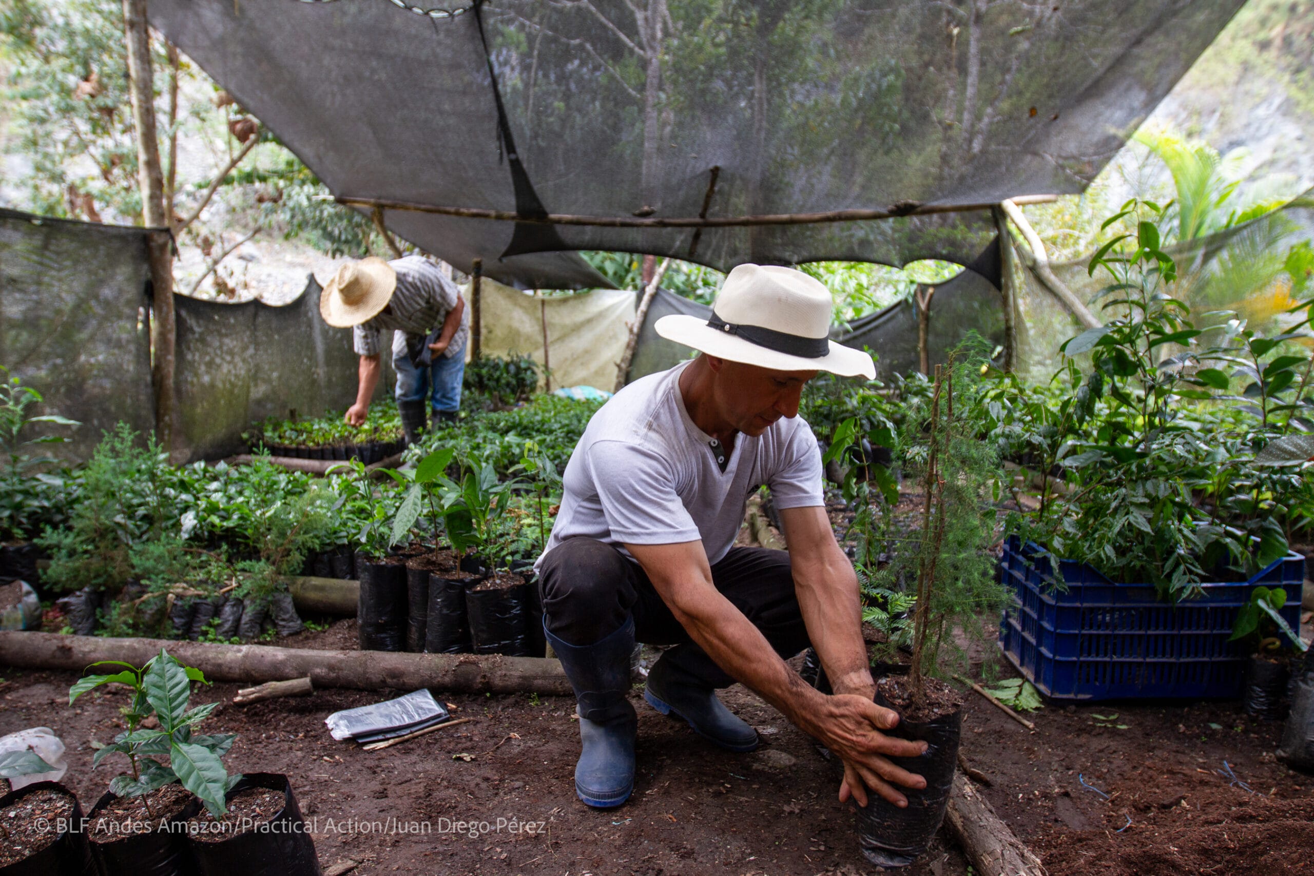 Two men in hats work with potted plants in a shaded outdoor nursery; one tends to plants on the ground while the other inspects a row of seedlings.