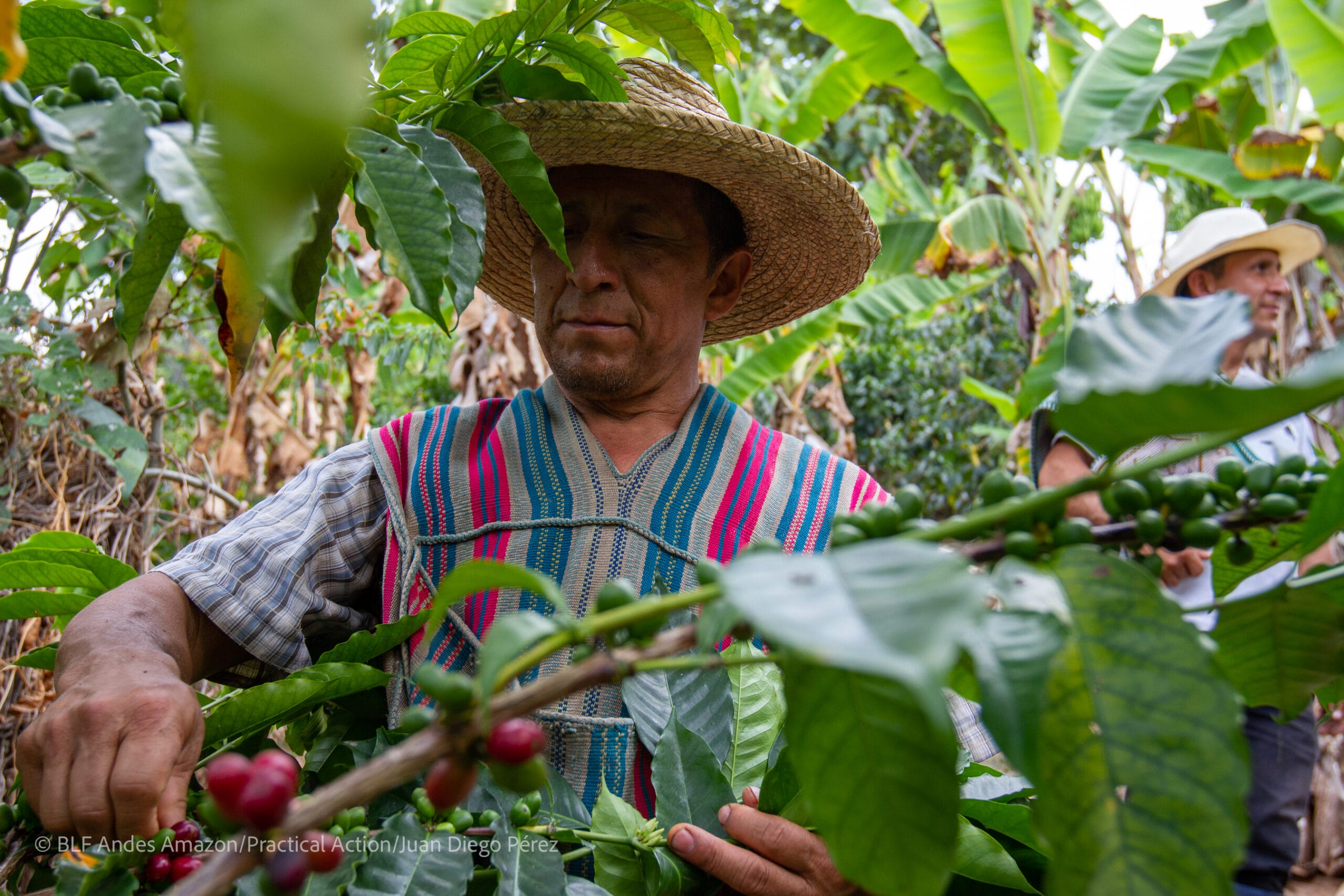 A man wearing a straw hat and colorful vest harvests coffee cherries from a plant in a lush, green plantation. Another person stands in the background.