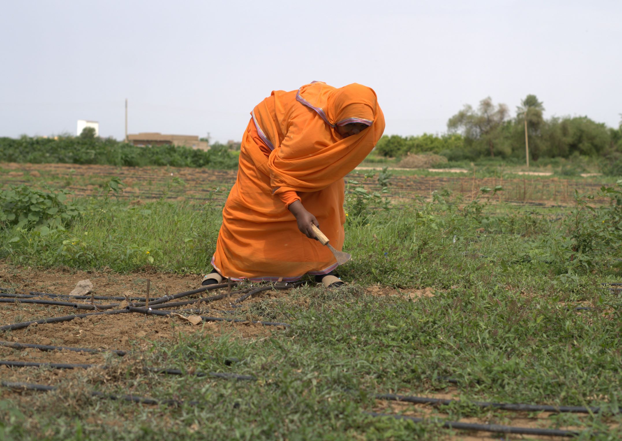 A person in an orange robe bends down to work with a hand tool in a field, surrounded by green plants and irrigation tubes.
