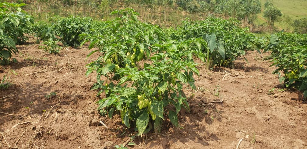 Green pepper plants growing in neatly spaced rows on soil with patches of dry grass, surrounded by a rural, hilly landscape.