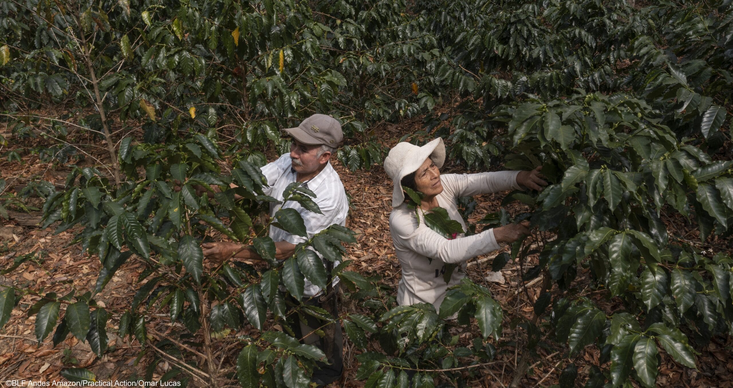 Two people, wearing hats and long-sleeved shirts, harvest coffee beans from plants in a densely planted coffee farm. Dry leaves cover the ground.